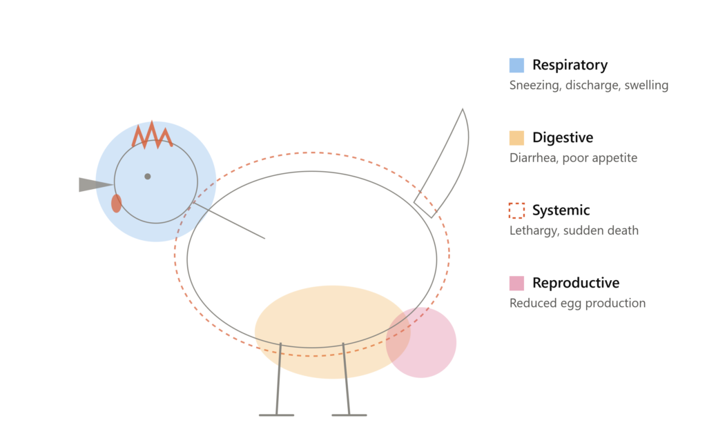 bacterial disease symptom zones Bacterial Chicken Diseases