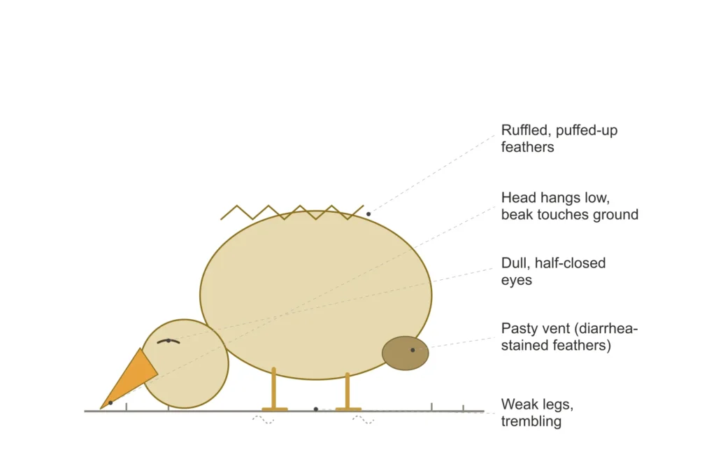 Signs of Gumboro Disease